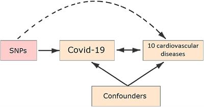 Frontiers | Genetic Predisposition To Coronavirus Disease 2019 In ...